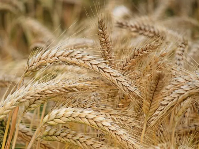 Agriculture-Farming