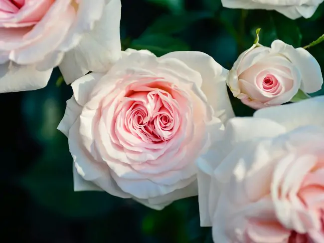 Floriculture