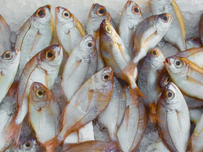 Seafood-Meat-Industry
